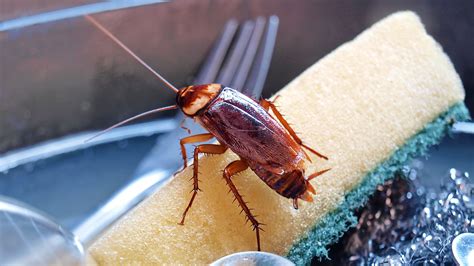 How to get rid of roaches in house fast. Things To Know About How to get rid of roaches in house fast. 